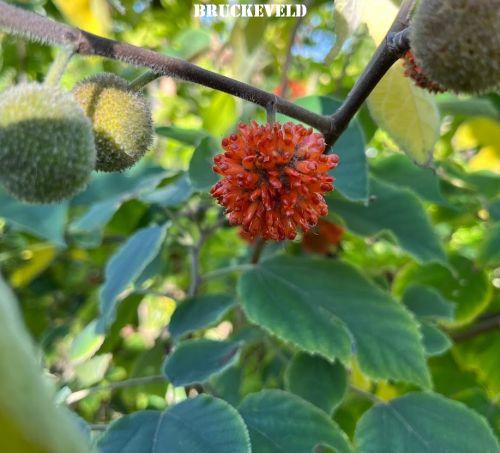 Broussonetia papyrifera