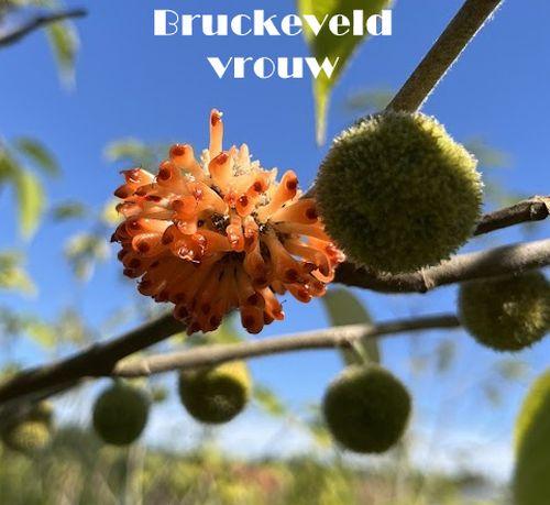 Broussonetia papyrifera