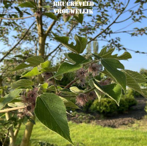 Broussonetia papyrifera