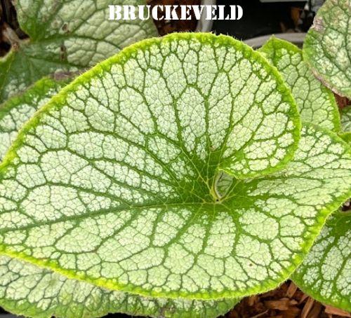 Brunnera macrophylla 'Jack Frost' PBR