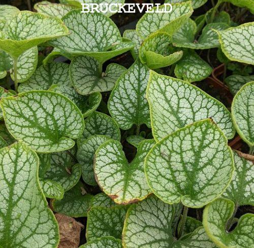 Brunnera macrophylla 'Jack Frost' PBR