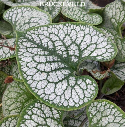 Brunnera macrophylla 'Sea Heart'