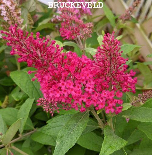 Buddleja dav. 'B.C. Little Ruby''