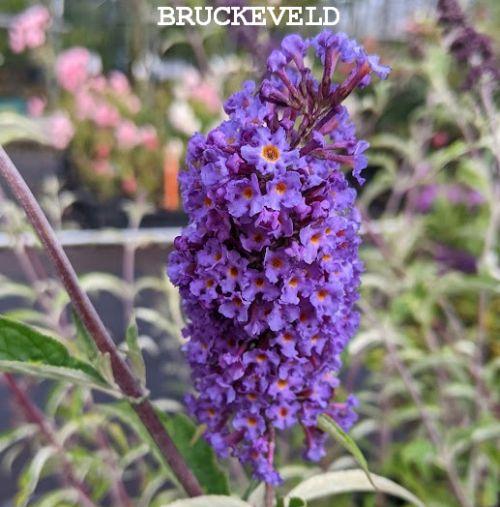 Buddleja dav. 'Nanho Blue'