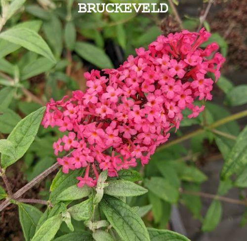 Buddleja dav. 'Prince Charming'