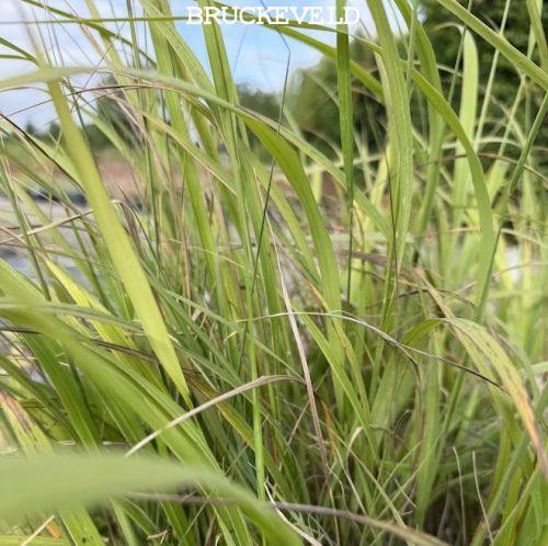 Calamagrostis  brachytricha 'Compact' (Stipa)