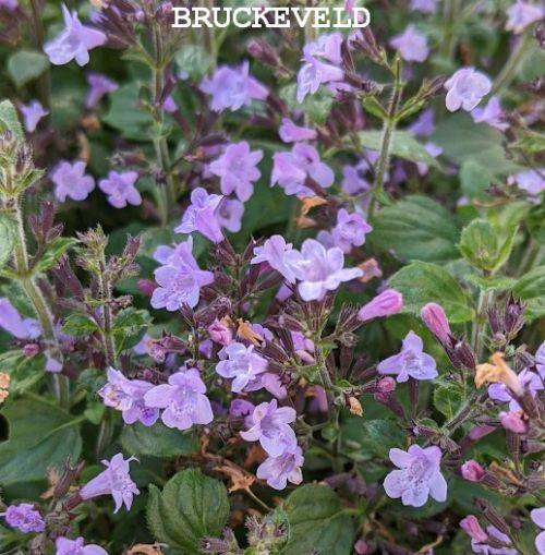 Calamintha nepeta 'Marvelette Blue '