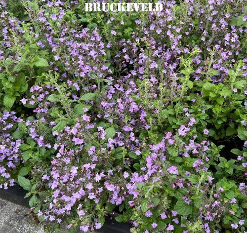 Calamintha nepeta 'Marvelette Blue '