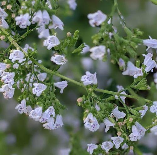 Calamintha nepeta ssp nepeta