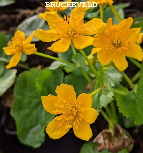 Caltha palustris