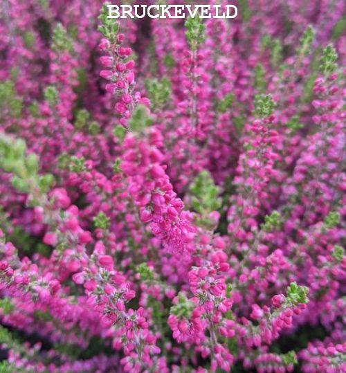 Calluna vulgaris 'Dark Beauty' ®