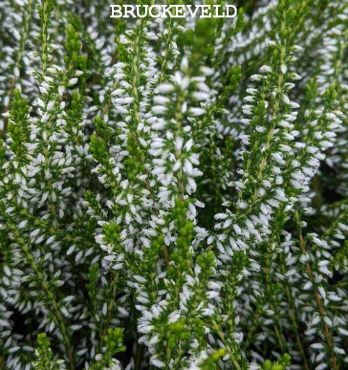Calluna vulgaris 'Melanie'