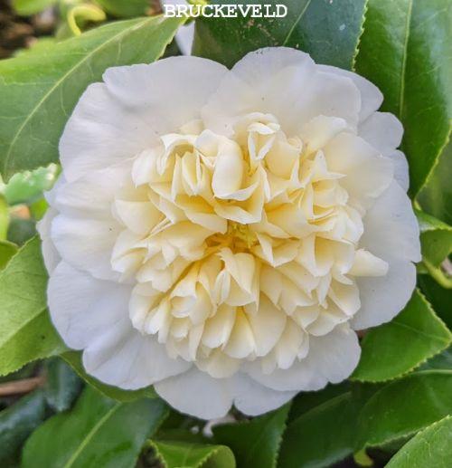 Camellia japonica 'Brushfield Yellow'
