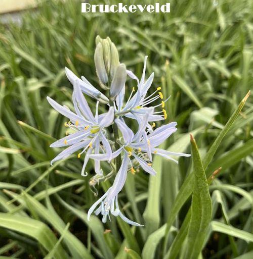 Camassia cusickii