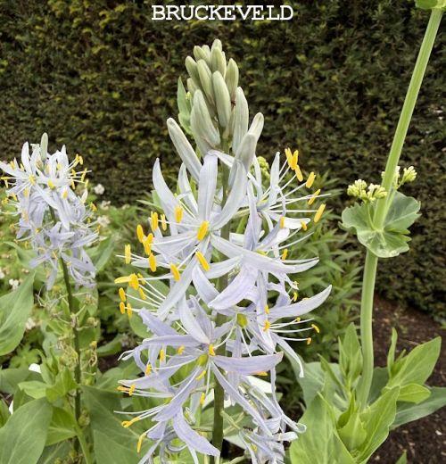 Camassia cusickii