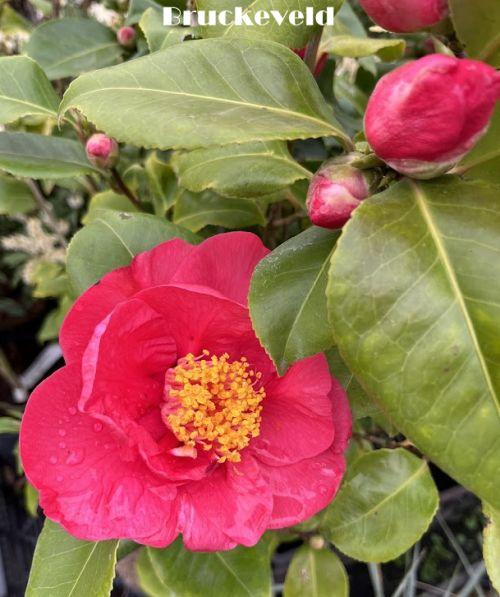 Camellia will. 'Elegant Beauty'