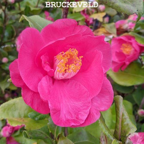 Camellia will. 'Elegant Beauty'