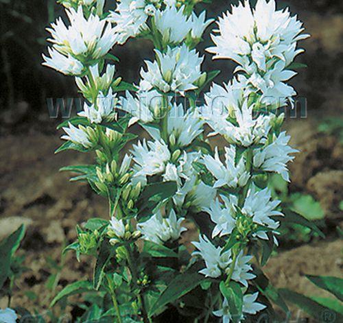 Campanula glomerata 'Alba'