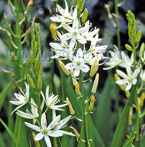 Camassia leichtlinii 'Sacajawea'