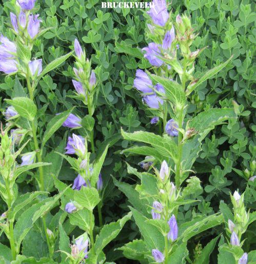 Campanula latifolia var. macrantha