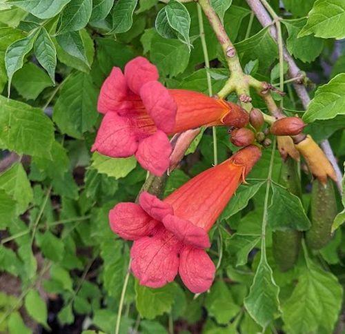Campsis tagliabuana 'Mme Galen'