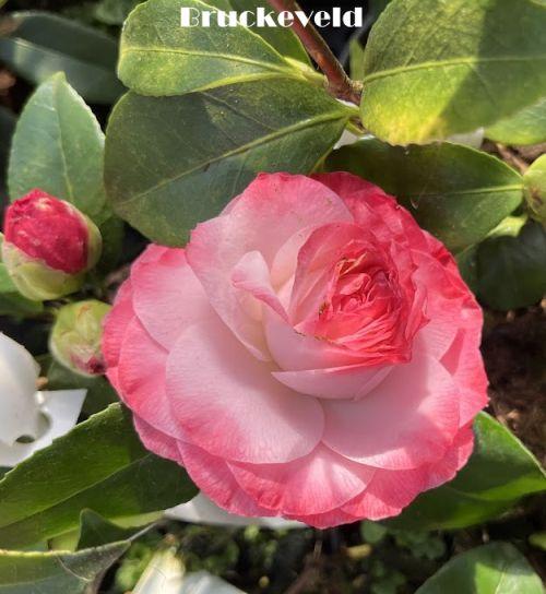 Camellia japonica 'Nuccio's Pearl'