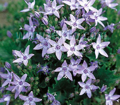 Campanula poscharskyana