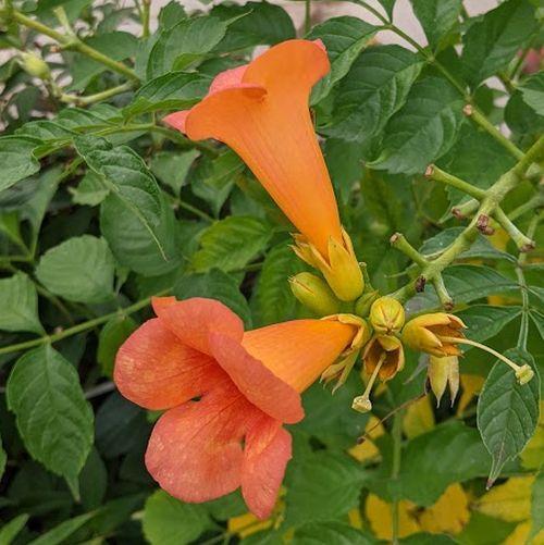 Campsis radicans 'Indian Summer'