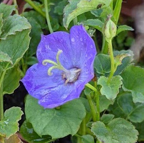 Campanula 'Samantha'