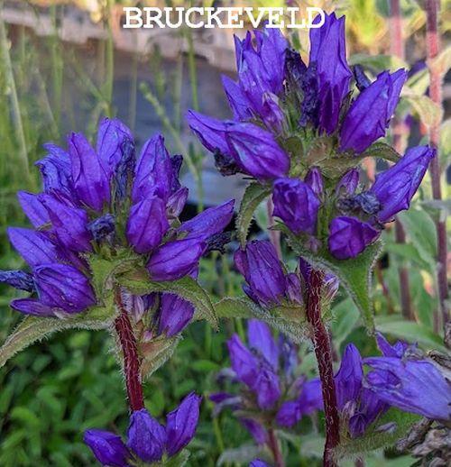 Campanula glomerata 'Superba'