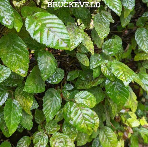 Carpinus betulus