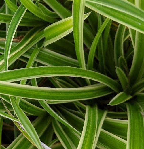 Carex morrowii 'Ice Dance'