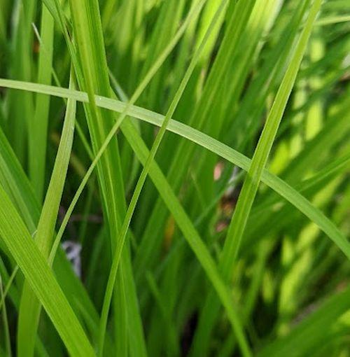 Carex oshimensis 'Intense Green'