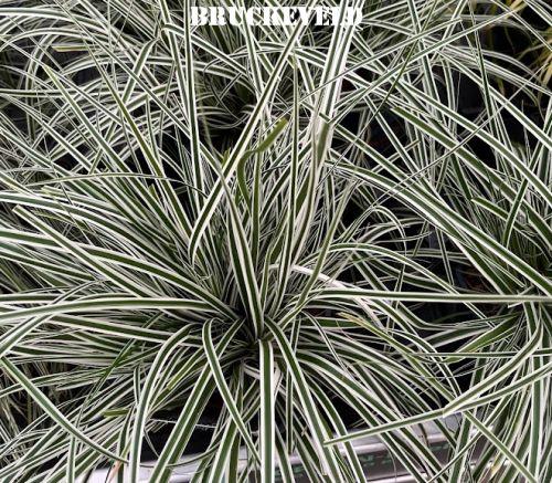 Carex oshimensis Everest®  (= 'Fiwhite'  PBR )