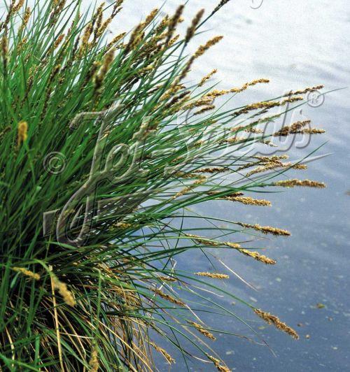 Carex paniculata