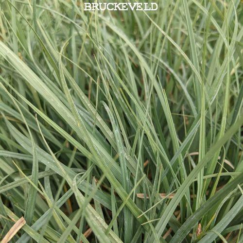 Carex panicea