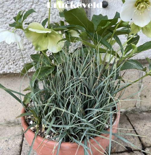 Carex panicea