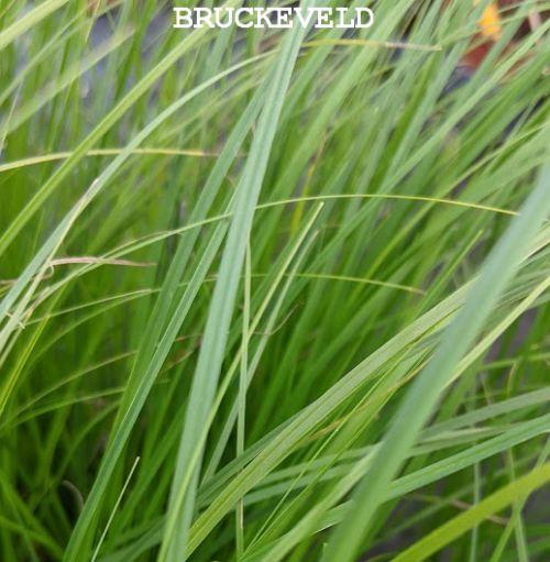 Carex pensylvanica