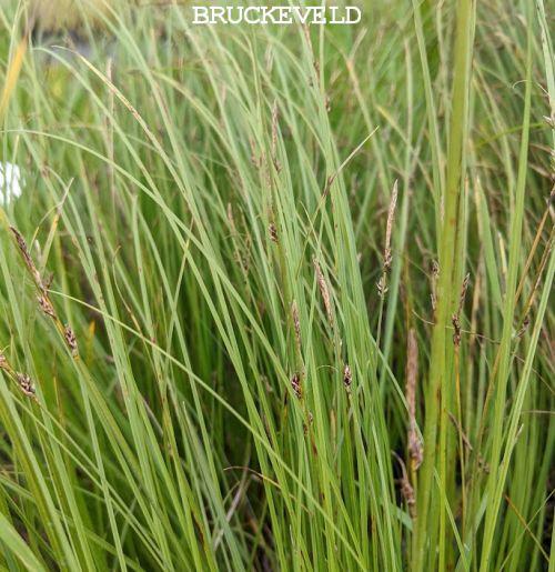 Carex pensylvanica