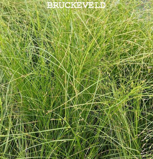 Carex remota