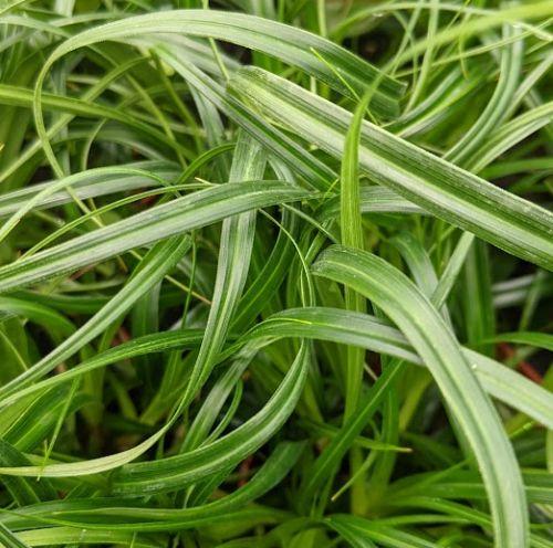 Carex RIBBON FALLS