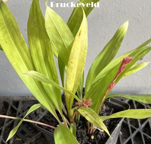 Carex scaposo