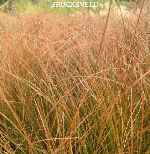 Carex testacea 'Prairie Fire'