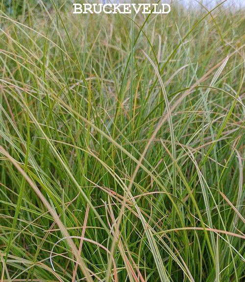 Carex testacea 'Prairie Fire'