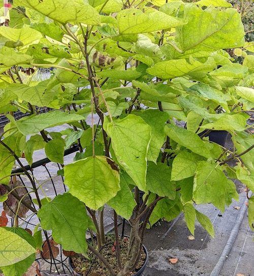 Catalpa bignonioides  multistam