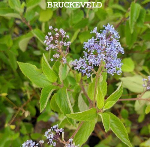 Ceanothus x del. 'Gloire de Versailles