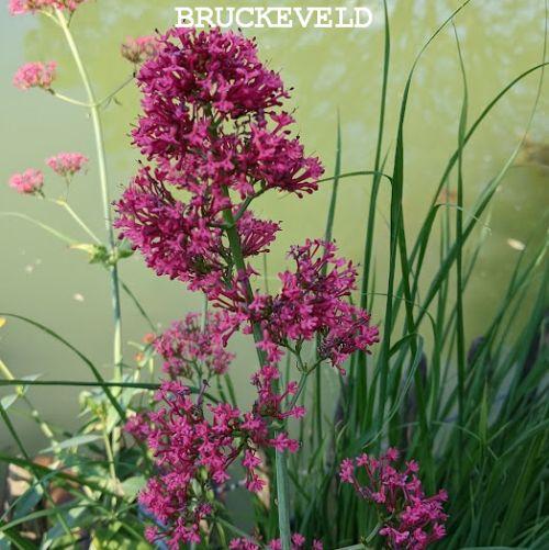 Centranthus ruber 'Coccineus'
