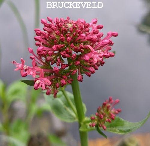 Centranthus ruber 'Coccineus'