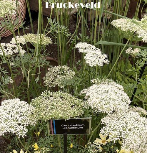 Cenolophium denudatum