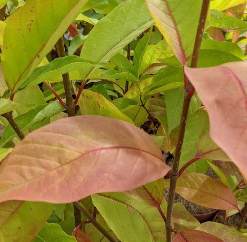 Cephalantus occidentalis